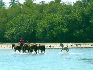 Caballos cruzando la laguna en Barra de Potosí